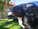 Ofer spre imperechere mascul buldog francez - Miniatura 1