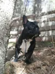 Ofer spre imperechere mascul buldog francez - Miniatura 2