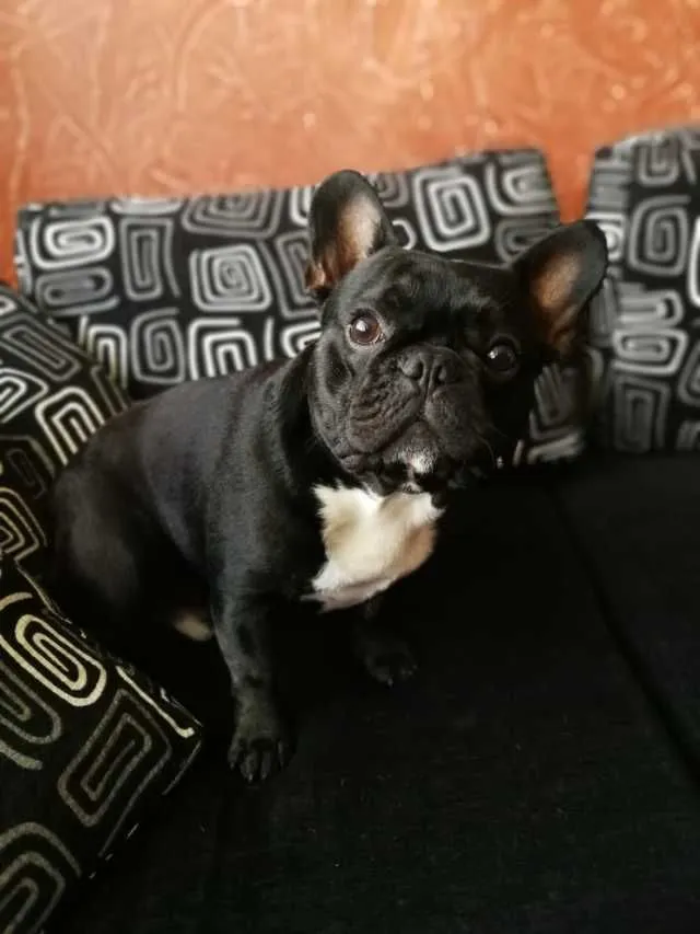 Ofer spre imperechere mascul buldog francez - Imaginea 3