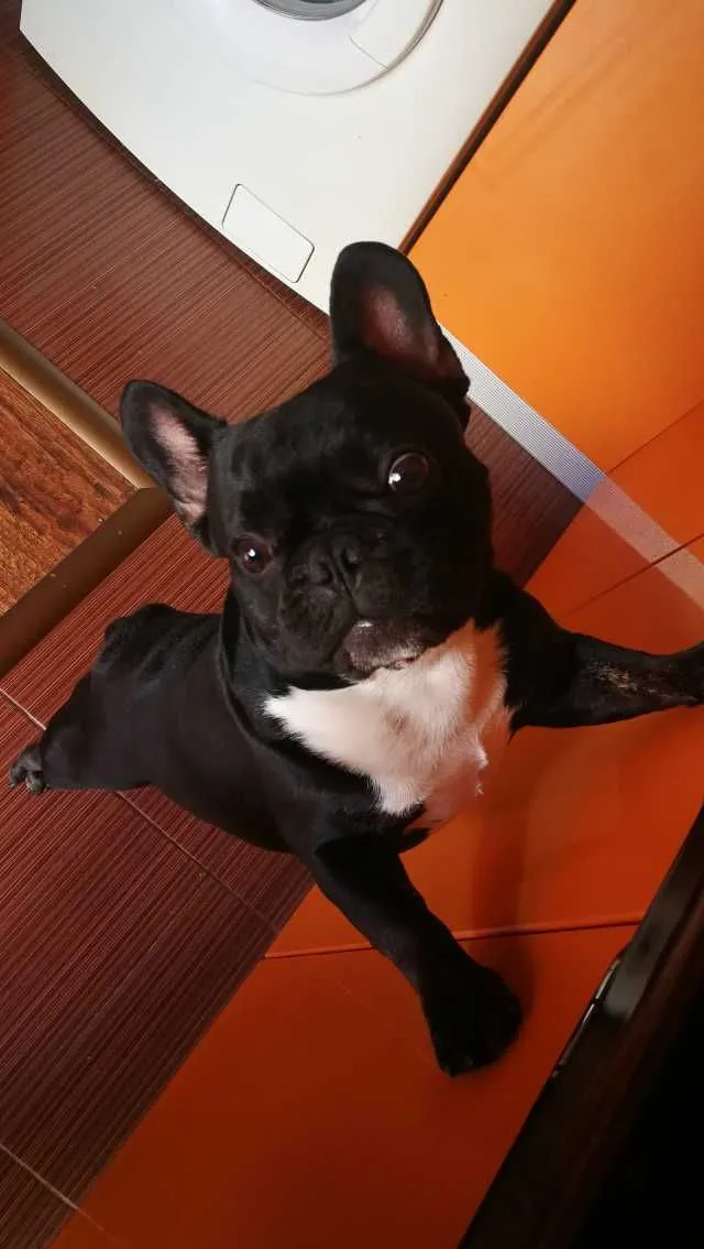 Ofer spre imperechere mascul buldog francez - Imaginea 4
