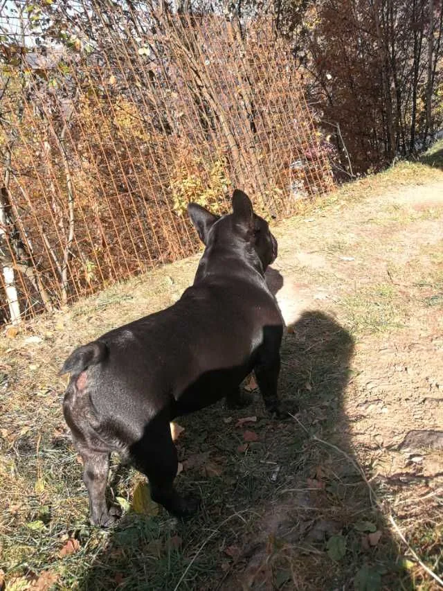 Ofer spre imperechere mascul buldog francez - Imaginea 5