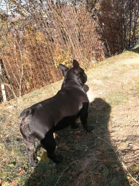 Ofer spre imperechere mascul buldog francez - Imaginea 5