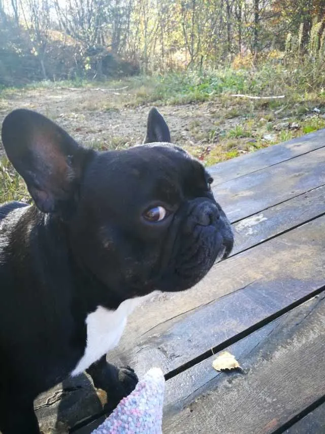 Ofer spre imperechere mascul buldog francez - Imaginea 6