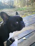 Ofer spre imperechere mascul buldog francez - Miniatura 6