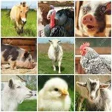 ferma de animale germania - Imaginea 1