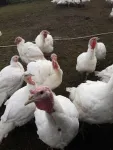 Vand curci de carne crescute in mediu curat si sanatos - Miniatura 2