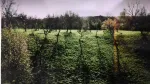 Teren zona montana Valea Mare Pravat 5365m2 - Miniatura 1