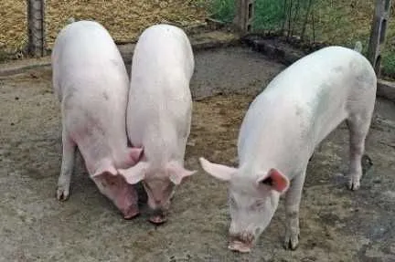 Porci de taiat - Imaginea 1