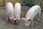 Porci de taiat - Miniatura 1