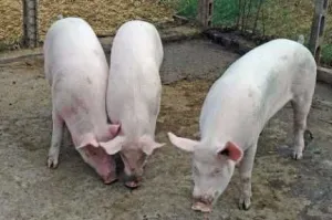 Porci de taiat
