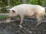 Porci de taiat - Miniatura 3
