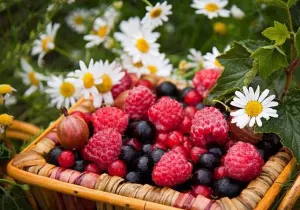 sortat fructe de padure germania - bucuresti