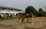 Nou! ! Cursuri de echitatie , incepatori, performanta, pensiune cai , tabere ecvestre . - Miniatura 2