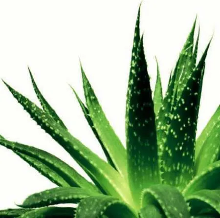 MASCA CU ALOE VERA HIDRATANTA CALMANTA CU EFECT DE LIFTING DR. TEMT - Imaginea 6