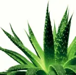 MASCA CU ALOE VERA HIDRATANTA CALMANTA CU EFECT DE LIFTING DR. TEMT - Miniatura 6