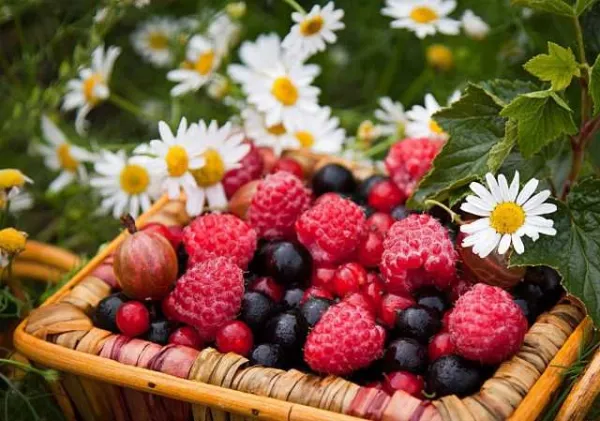 sortat fructe de padure germania - braila - Imaginea 1
