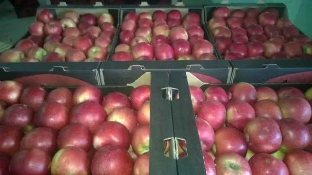 Mere de vanzare din soiurile Florina si Idared, pret 1, 20 lei/ kg - Imaginea 1