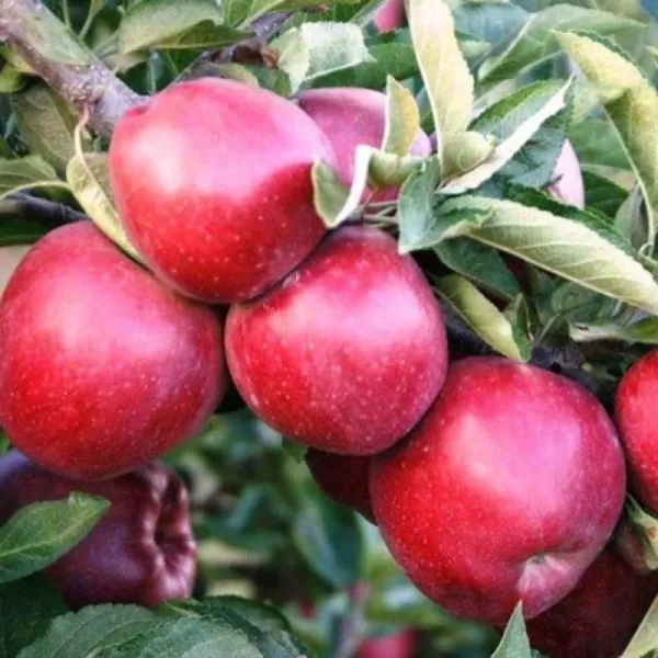 Mere de vanzare din soiurile Florina si Idared, pret 1, 20 lei/ kg - Imaginea 2