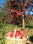 Mere de vanzare din soiurile Florina si Idared, pret 1, 20 lei/ kg - Miniatura 3