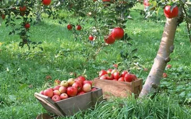 Mere de vanzare din soiurile Florina si Idared, pret 1, 20 lei/ kg - Imaginea 4