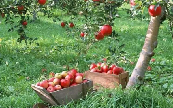 Mere de vanzare din soiurile Florina si Idared, pret 1, 20 lei/ kg - Imaginea 4