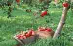 Mere de vanzare din soiurile Florina si Idared, pret 1, 20 lei/ kg - Miniatura 4