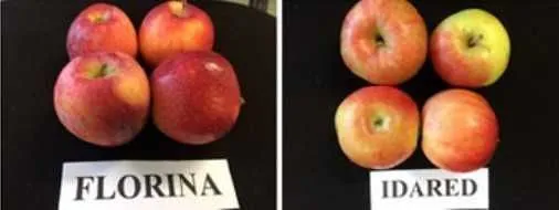 Mere de vanzare din soiurile Florina si Idared, pret 1, 20 lei/ kg - Imaginea 5