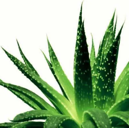 Gel cu aloe vera hidratant regenerant Dr. Temt - Imaginea 5