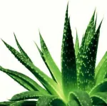 Gel cu aloe vera hidratant regenerant Dr. Temt - Miniatura 5