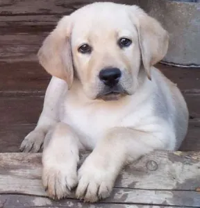 Vand catei Labrador Retriever de super calitate !