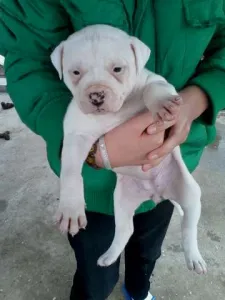 bulldog american pui