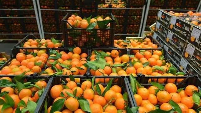 depozit de nectarine germania - fieni - Imaginea 1