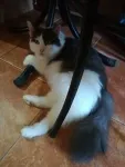 Tund catei si pisici la domiciliul clientului - Miniatura 2