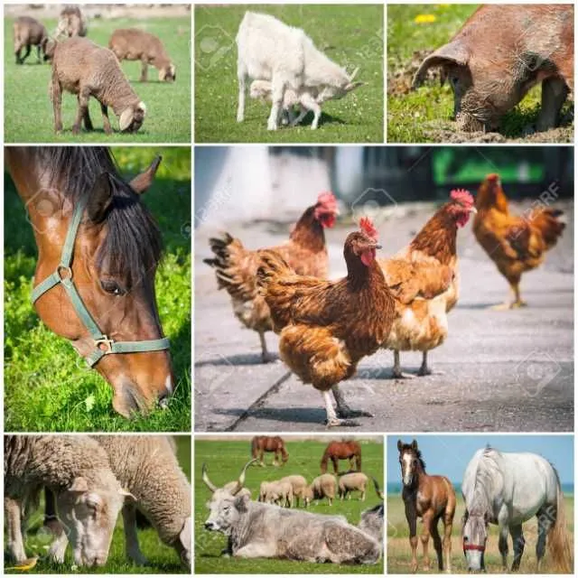 ferma de animale germania - rasnov - Imaginea 1