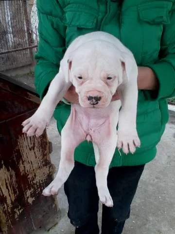 bulldog american pui - Imaginea 2