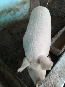 Vand porc 170kg