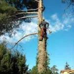 Muncitori forestieri in Franta - Miniatura 7