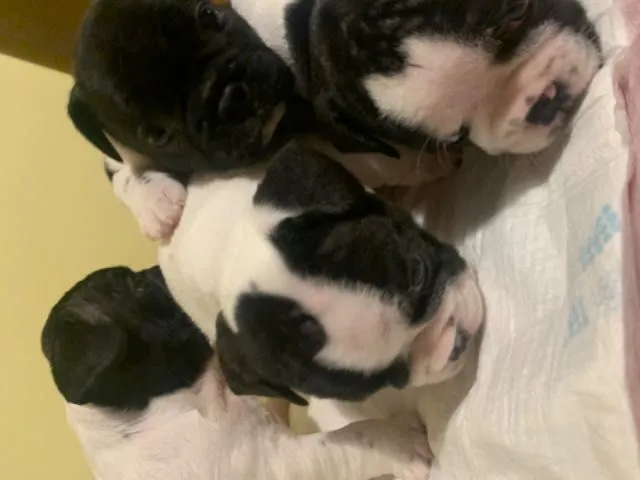 Vand Bulldogi francezi - Imaginea 1