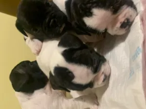Vand Bulldogi francezi