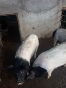 Vand porci soldani