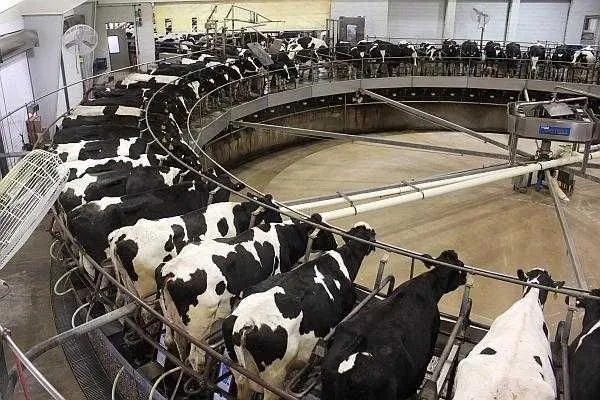 ingrijitori ferme vite germania - Imaginea 1