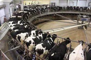 ingrijitori ferme vite germania