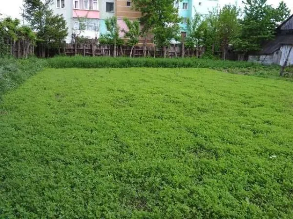Imobil cu teren 1510 m² zona ultracentrala Moinesti Bacau - Imaginea 5