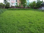 Imobil cu teren 1510 m² zona ultracentrala Moinesti Bacau - Miniatura 5
