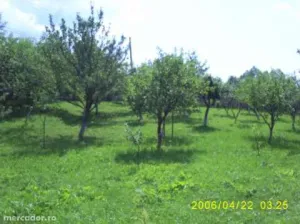 Teren intravilan si casa