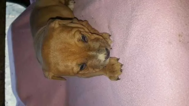 Catei American Bully - Imaginea 1