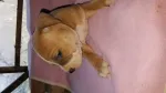 Catei American Bully - Miniatura 2