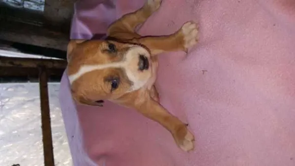 Catei American Bully - Imaginea 3