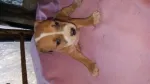 Catei American Bully - Miniatura 3