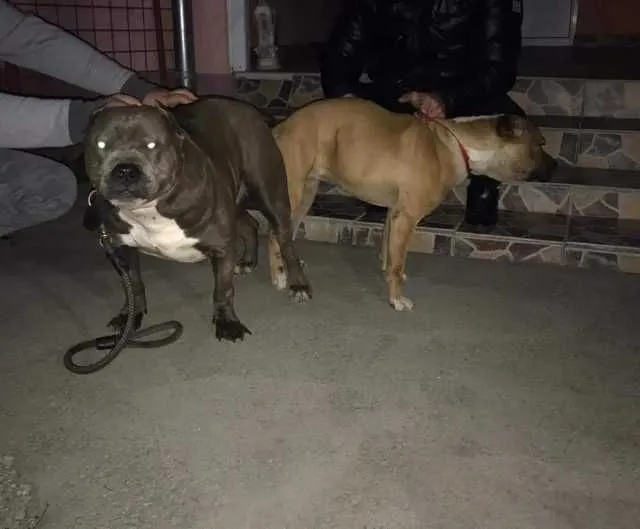 Catei American Bully - Imaginea 4
